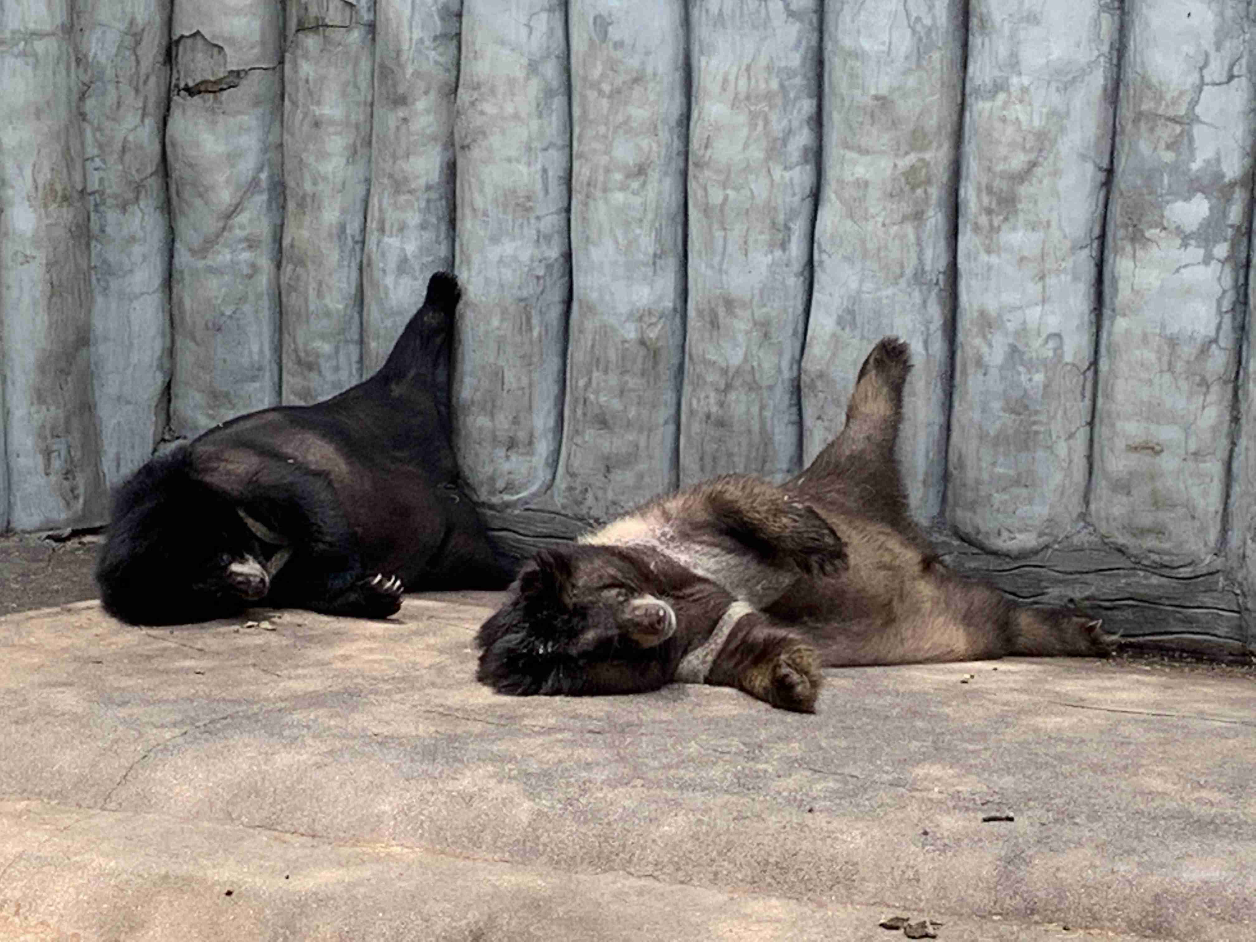 何かに夢中の動物たち
