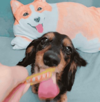 何かに夢中の動物たち