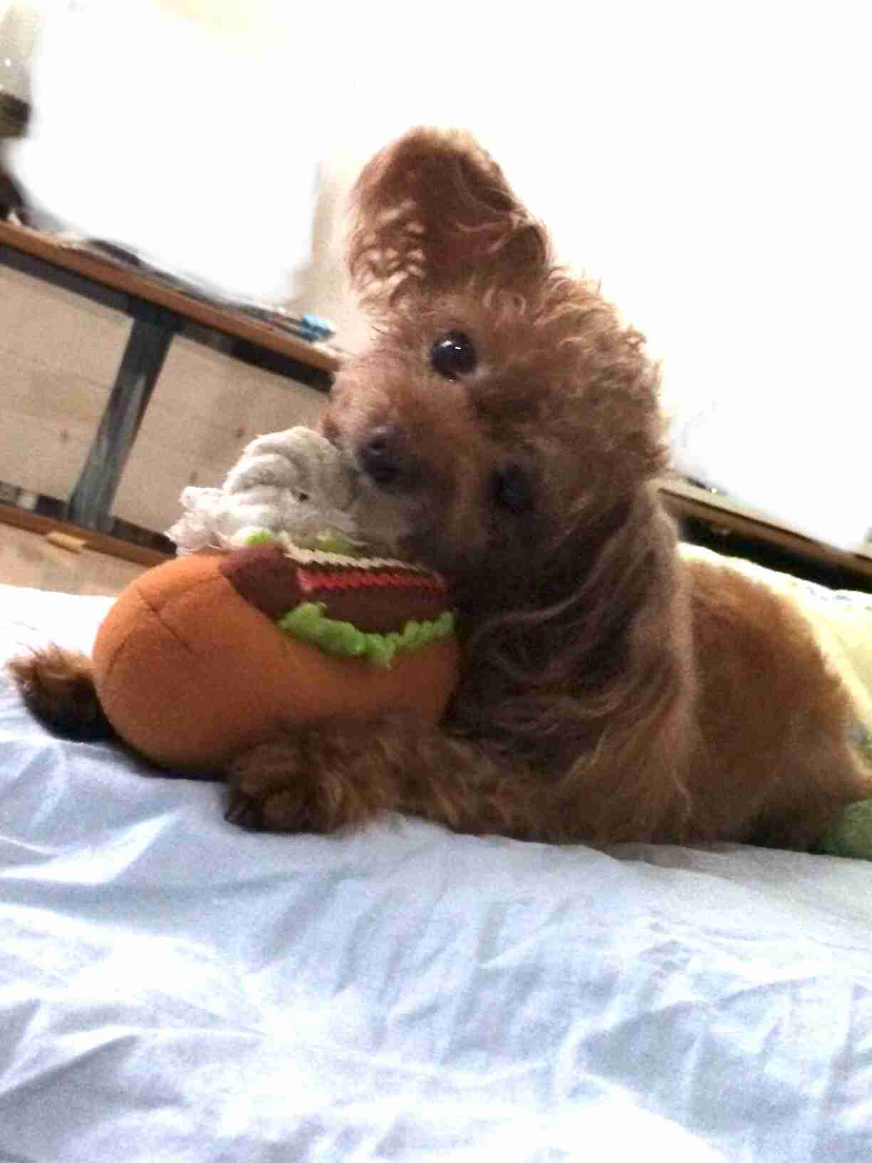 何かに夢中の動物たち