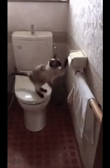 何かに夢中の動物たち