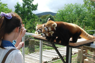 何かに夢中の動物たち