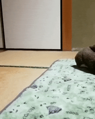 何かに夢中の動物たち