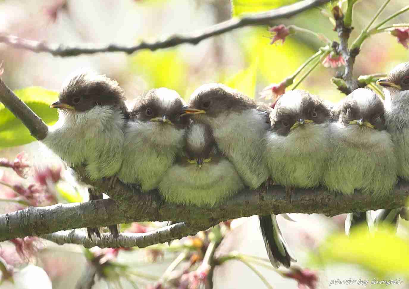 【画像】助けて～!と叫んでいそうな動物たち