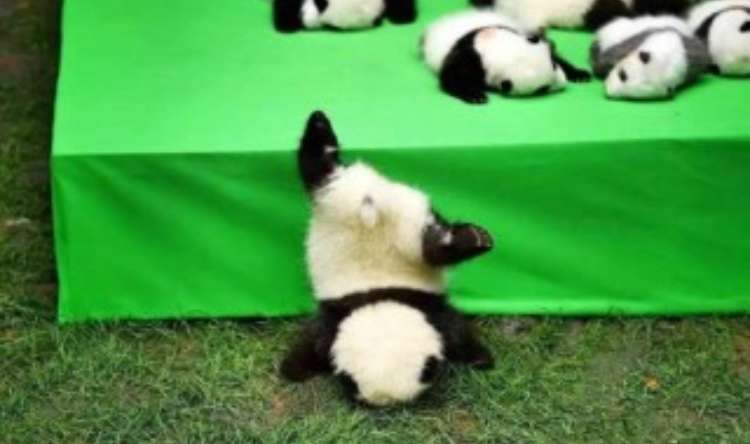 【画像】助けて～!と叫んでいそうな動物たち