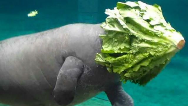 【画像】助けて～!と叫んでいそうな動物たち