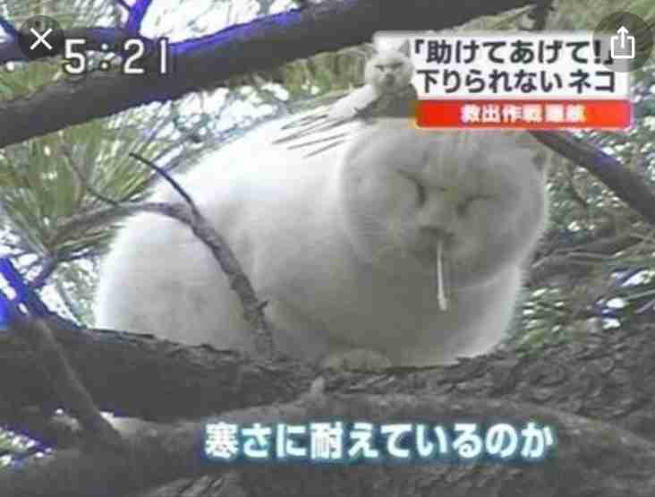 【画像】助けて～!と叫んでいそうな動物たち