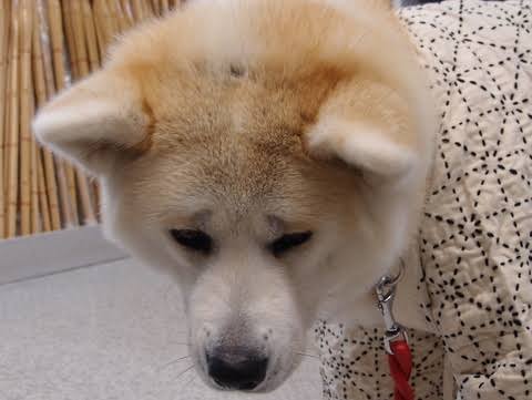 【画像】助けて～!と叫んでいそうな動物たち