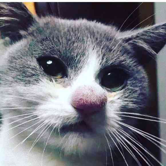 【画像】助けて～!と叫んでいそうな動物たち