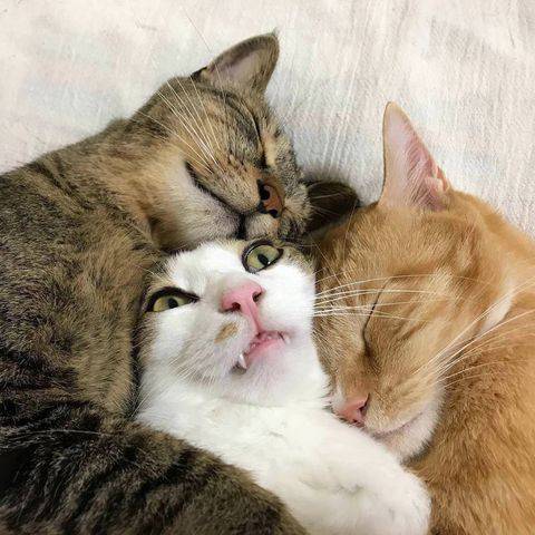 【画像】助けて～!と叫んでいそうな動物たち