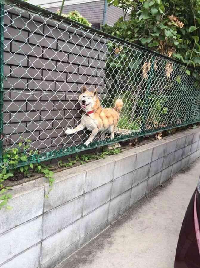 【画像】助けて～!と叫んでいそうな動物たち