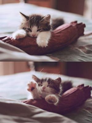 【画像】助けて～!と叫んでいそうな動物たち