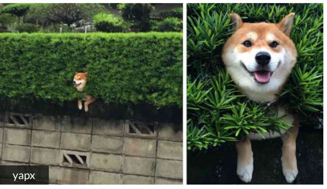 【画像】助けて～!と叫んでいそうな動物たち