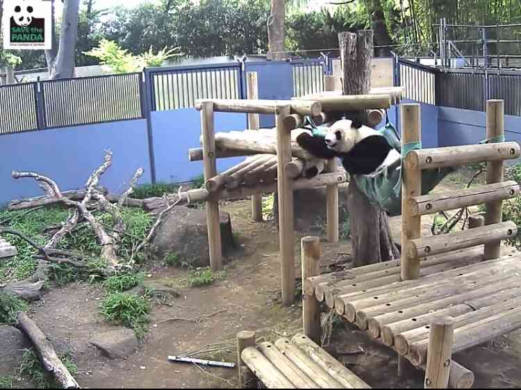 【画像】助けて～!と叫んでいそうな動物たち