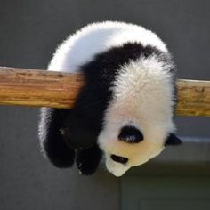 【画像】助けて～!と叫んでいそうな動物たち