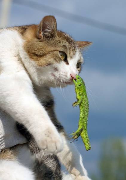 【画像】助けて～!と叫んでいそうな動物たち