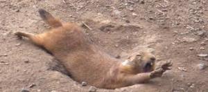 【画像】助けて～!と叫んでいそうな動物たち