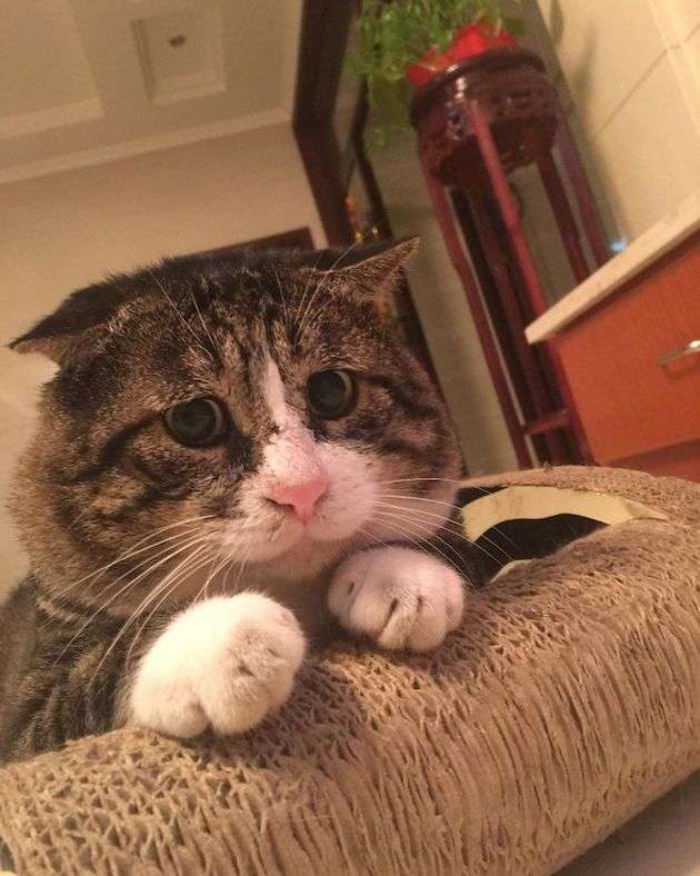 【画像】助けて～!と叫んでいそうな動物たち