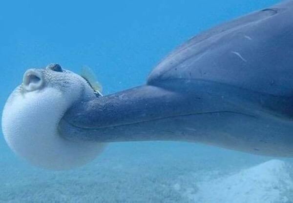 【画像】助けて～!と叫んでいそうな動物たち
