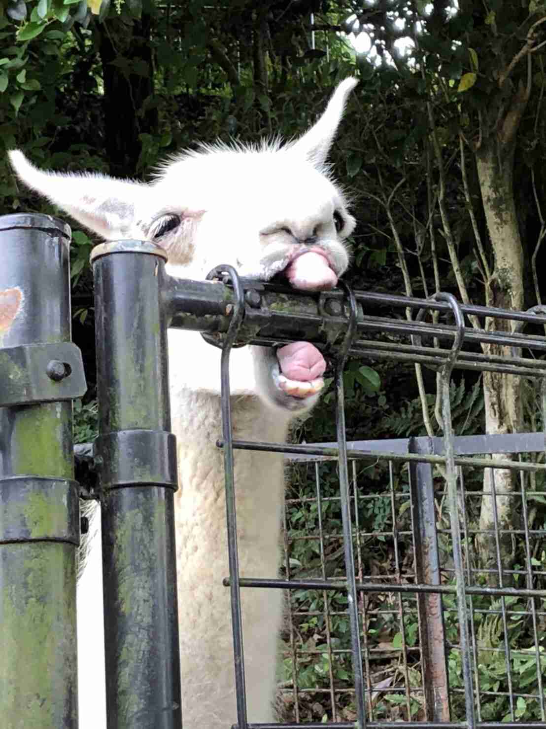【画像】助けて～!と叫んでいそうな動物たち