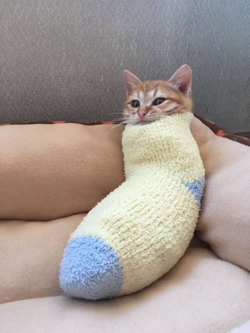 【画像】助けて～!と叫んでいそうな動物たち