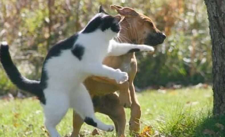 【画像】助けて～!と叫んでいそうな動物たち
