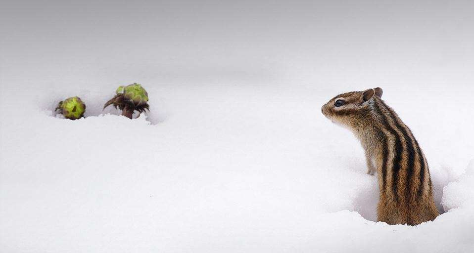 あなたが可愛いと思う動物