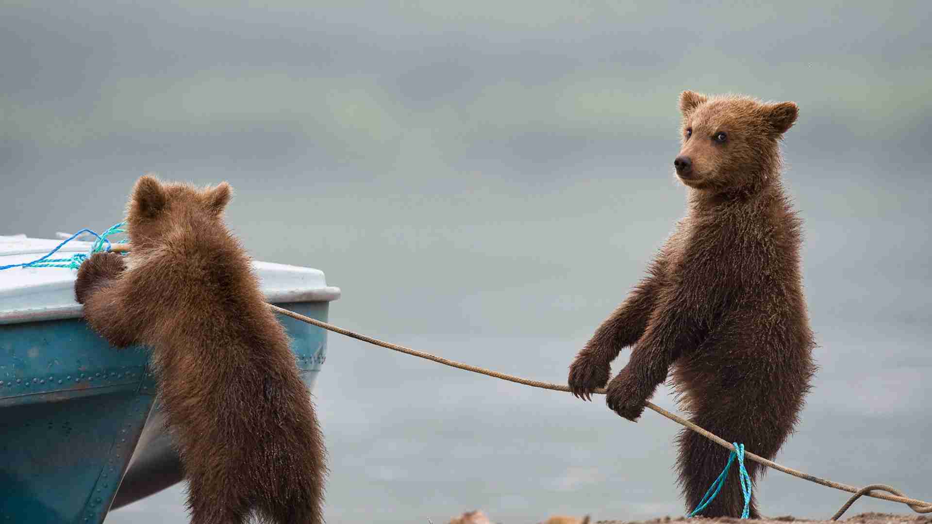 あなたが可愛いと思う動物