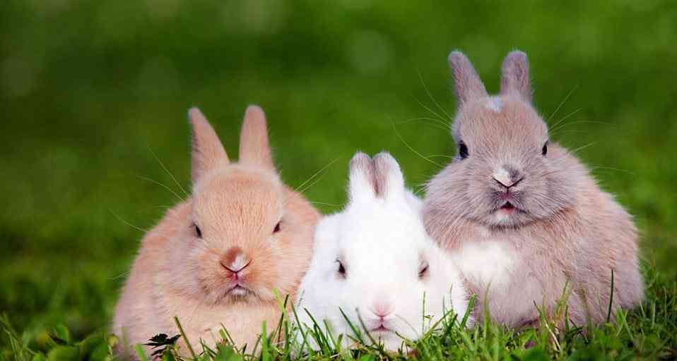 あなたが可愛いと思う動物