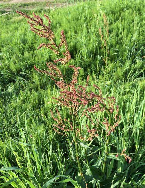 💣皆さんのワイルドな料理や言動教えて💥