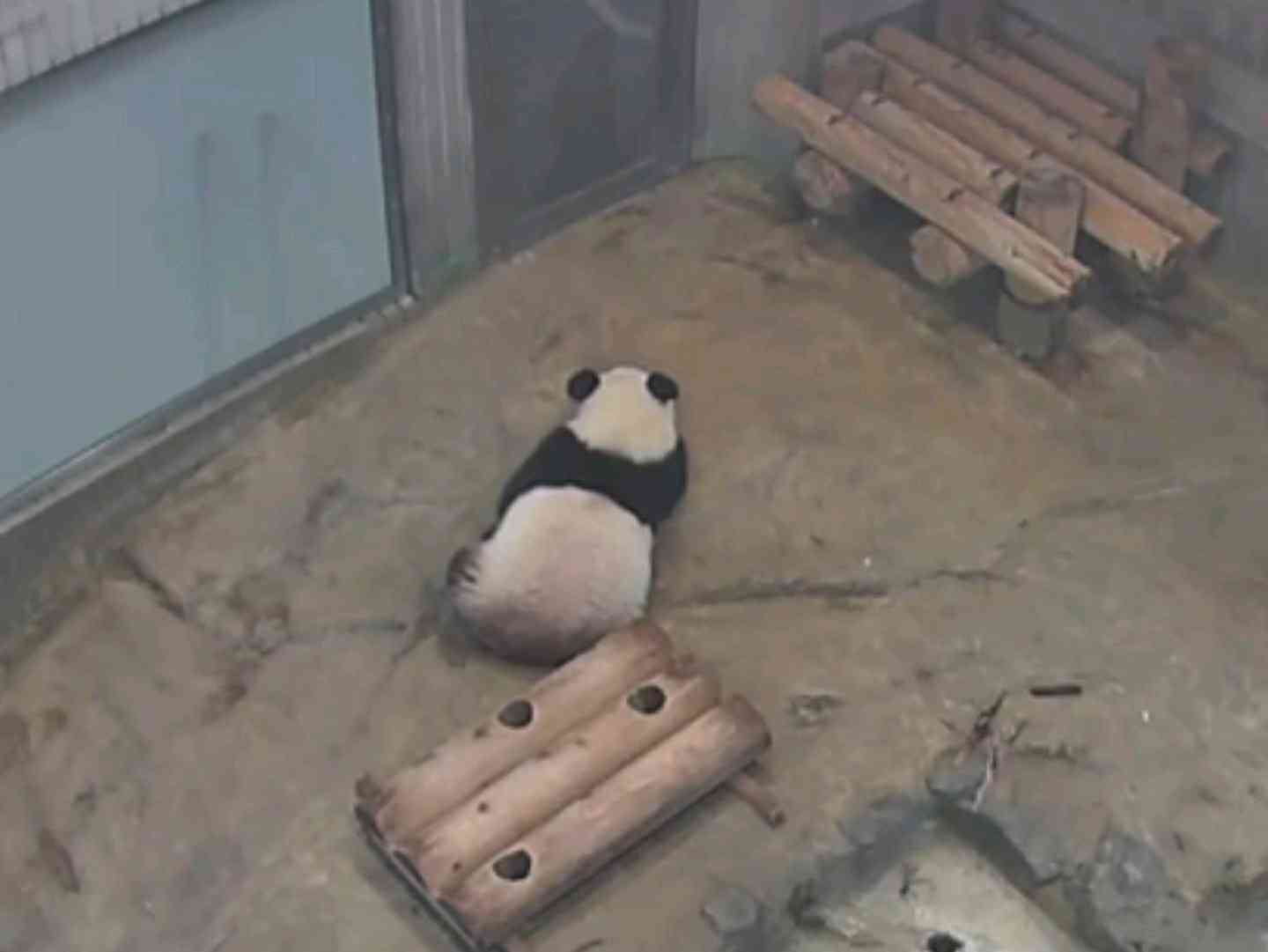シャンシャンおめでとう　2歳の誕生日、上野動物園で祝福イベント