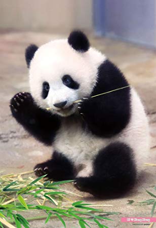 シャンシャンおめでとう　2歳の誕生日、上野動物園で祝福イベント