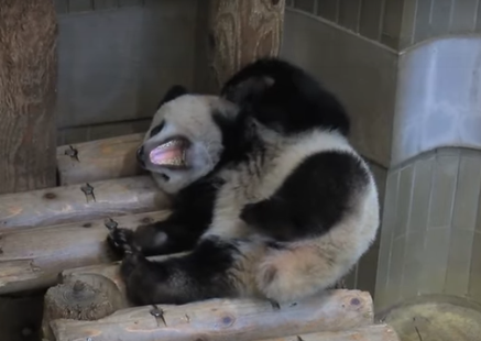 シャンシャンおめでとう　2歳の誕生日、上野動物園で祝福イベント