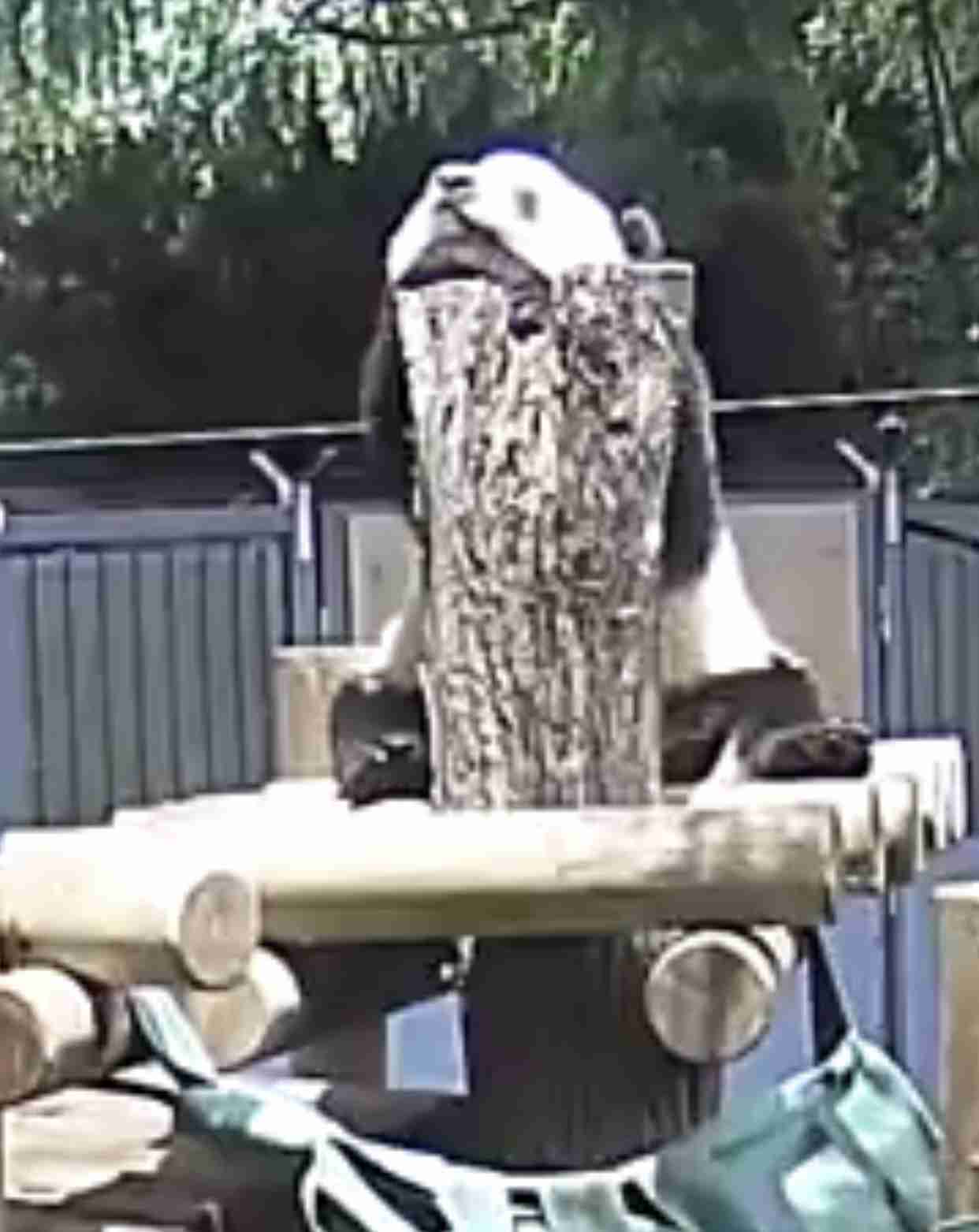 シャンシャンおめでとう　2歳の誕生日、上野動物園で祝福イベント