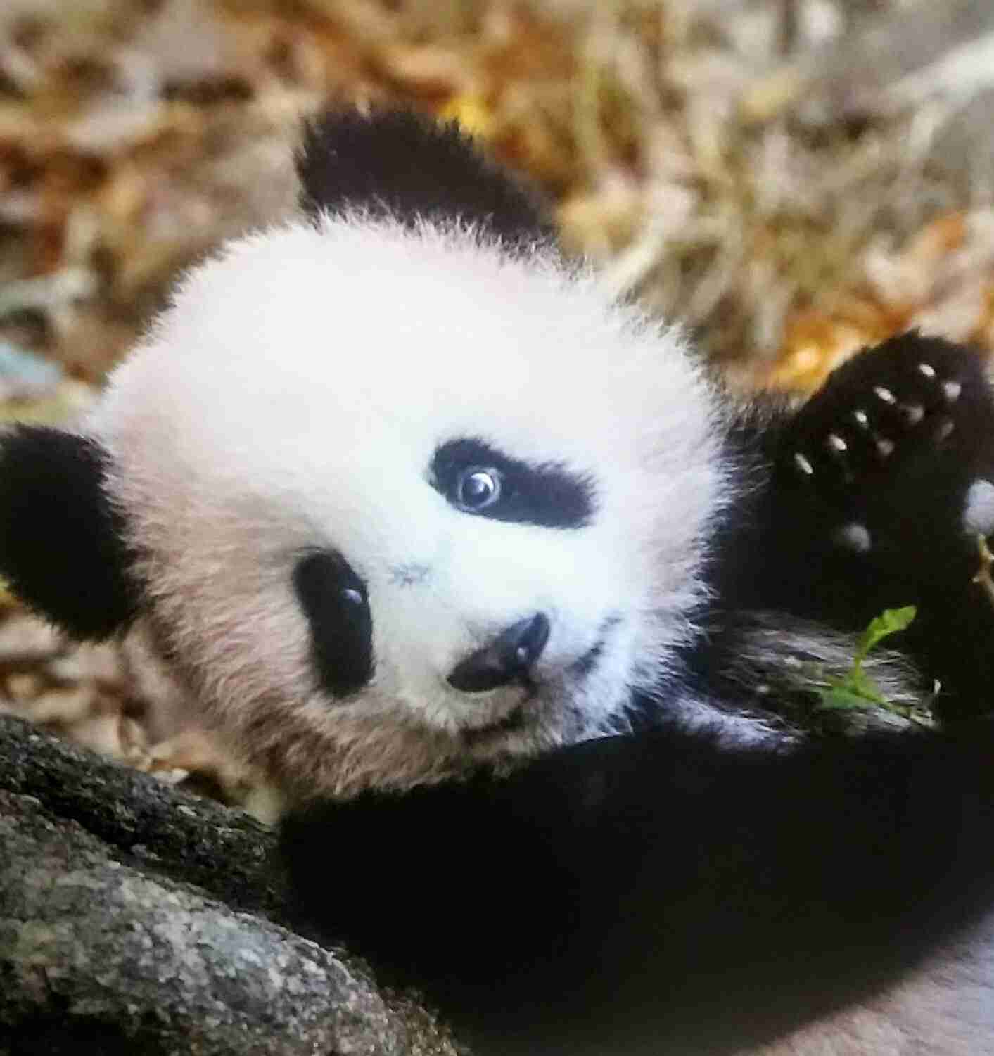 シャンシャンおめでとう　2歳の誕生日、上野動物園で祝福イベント