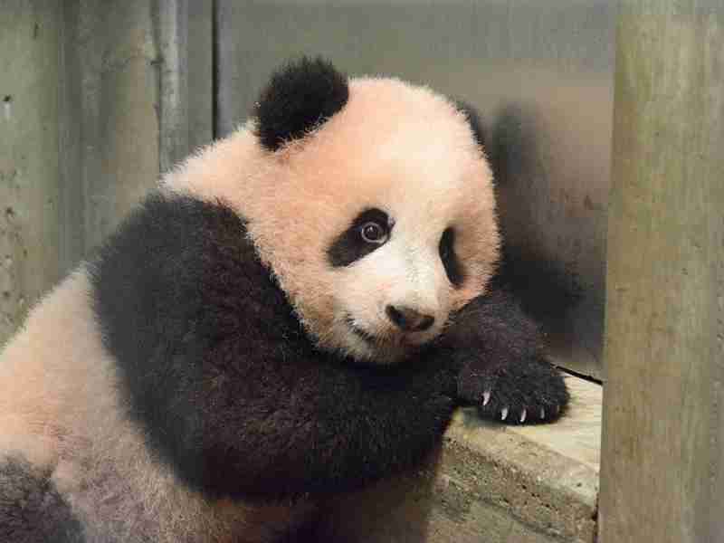 シャンシャンおめでとう　2歳の誕生日、上野動物園で祝福イベント
