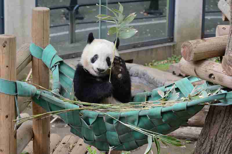 シャンシャンおめでとう　2歳の誕生日、上野動物園で祝福イベント