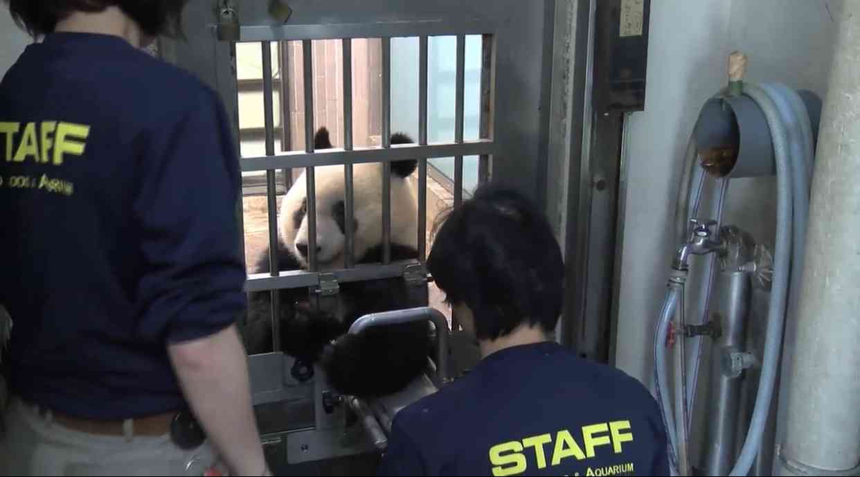 シャンシャンおめでとう　2歳の誕生日、上野動物園で祝福イベント