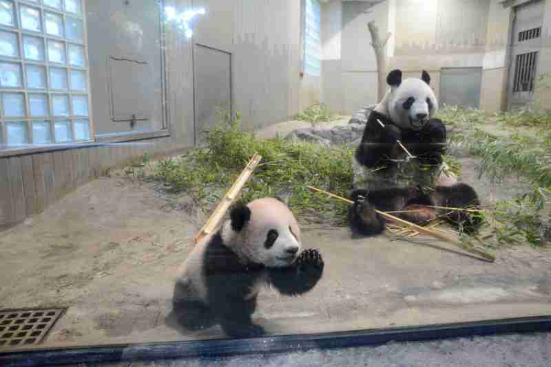 シャンシャンおめでとう　2歳の誕生日、上野動物園で祝福イベント