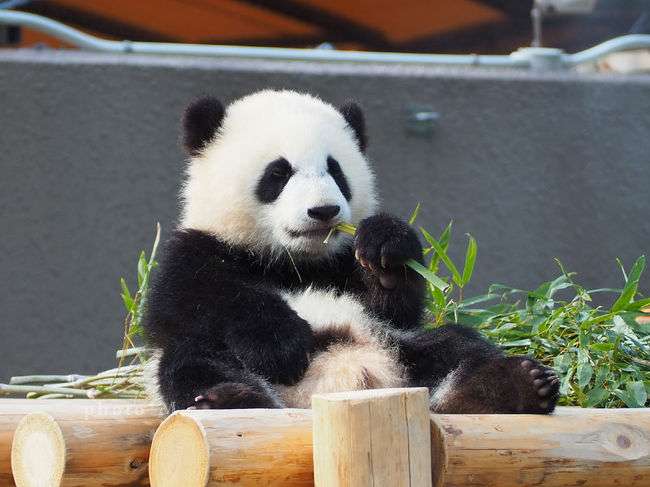 シャンシャンおめでとう　2歳の誕生日、上野動物園で祝福イベント
