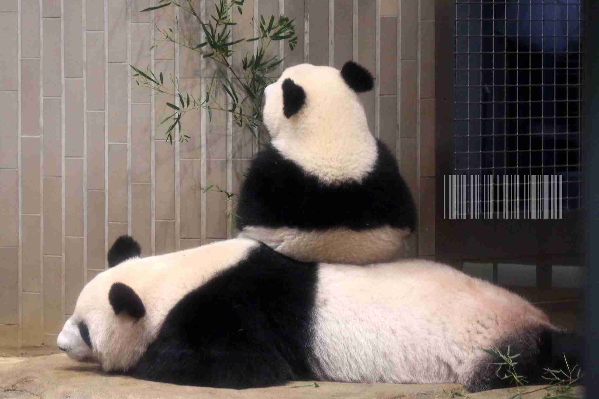 シャンシャンおめでとう　2歳の誕生日、上野動物園で祝福イベント