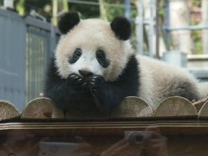 シャンシャンおめでとう　2歳の誕生日、上野動物園で祝福イベント