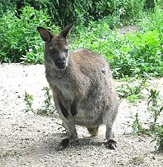 高校生刃物で首刺される男逃走　埼玉県蕨市