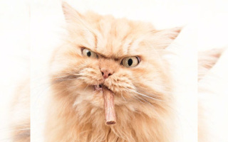 笑ってる動物怒ってる動物画像を交互に貼る