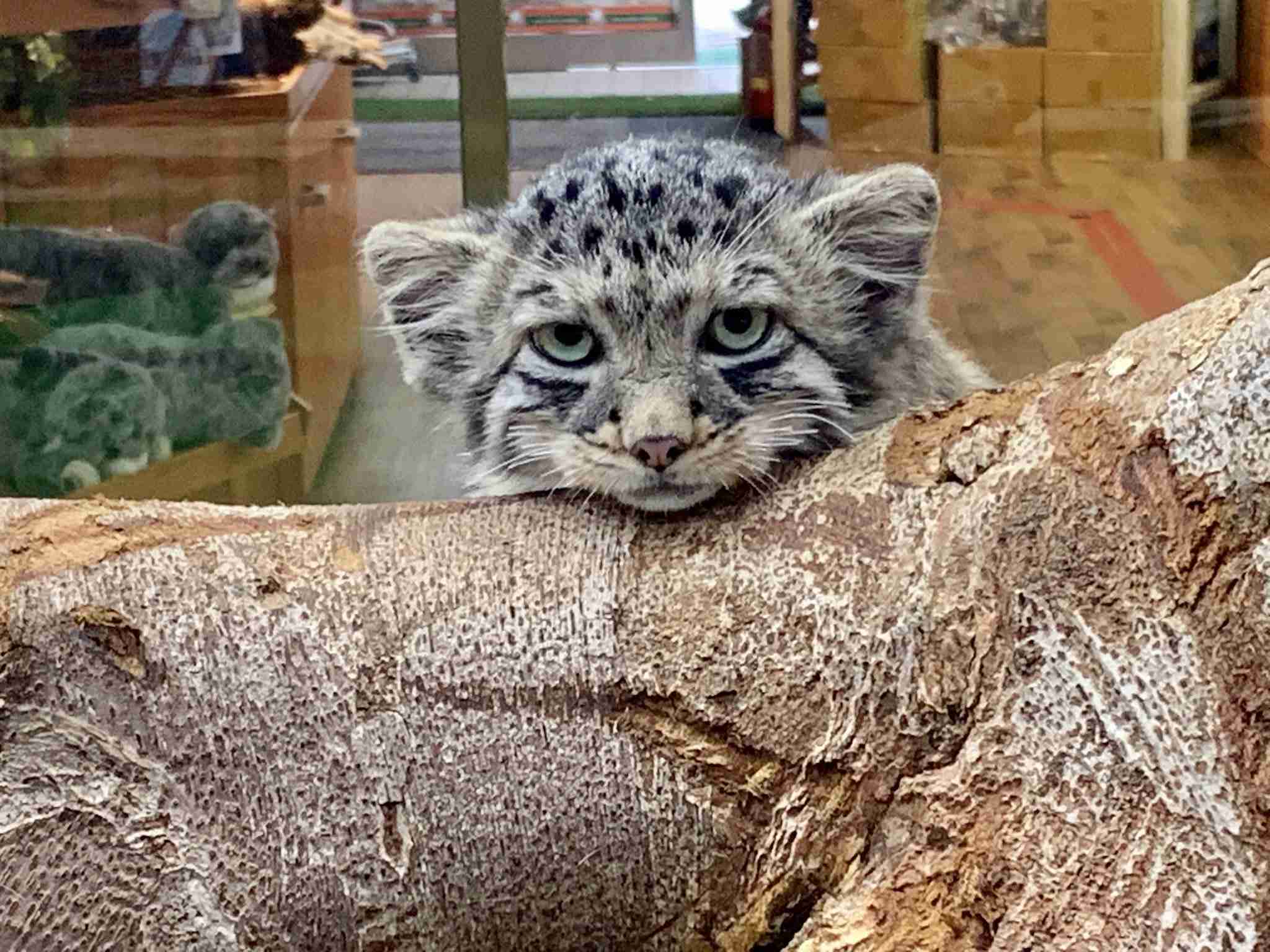 笑ってる動物怒ってる動物画像を交互に貼る