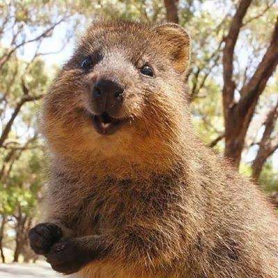 笑ってる動物怒ってる動物画像を交互に貼る