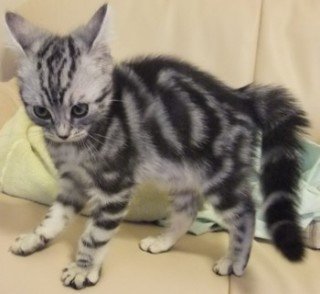 笑ってる動物怒ってる動物画像を交互に貼る