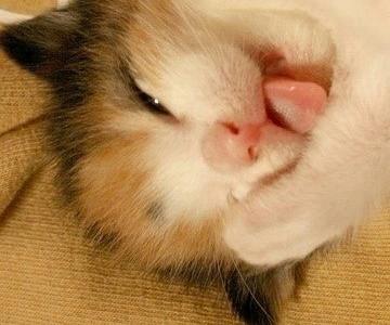 笑ってる動物怒ってる動物画像を交互に貼る