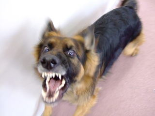 笑ってる動物怒ってる動物画像を交互に貼る