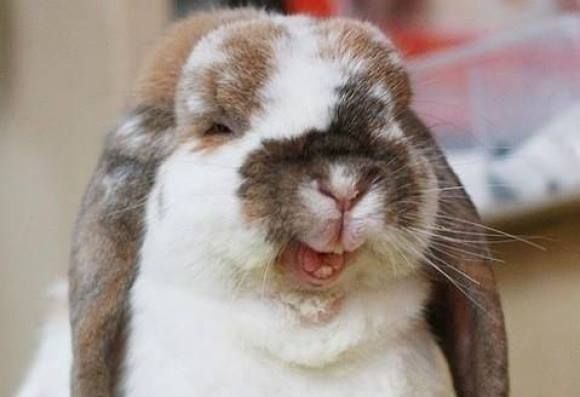 笑ってる動物怒ってる動物画像を交互に貼る
