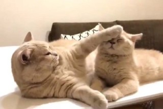 笑ってる動物怒ってる動物画像を交互に貼る